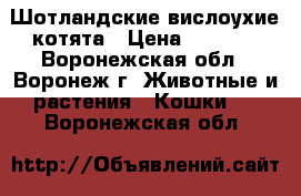 Шотландские вислоухие котята › Цена ­ 2 000 - Воронежская обл., Воронеж г. Животные и растения » Кошки   . Воронежская обл.